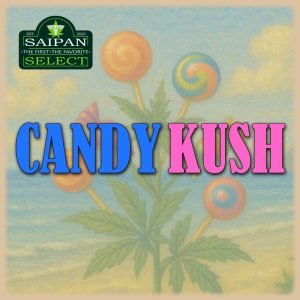 Candy Kush cannabis strain premium flower close-up