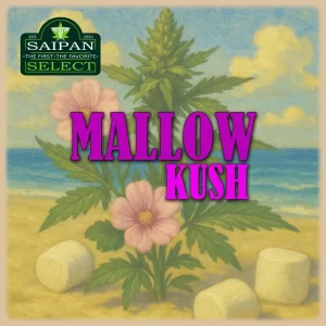 Mallow Kush cannabis strain Indica hybrid buds close-up