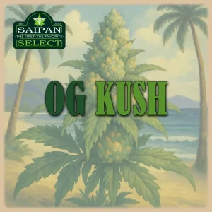 OG Kush cannabis strain Sativa-leaning hybrid buds close-up