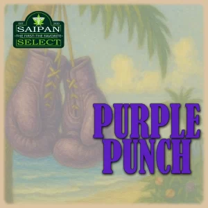 Purple Punch cannabis strain Indica buds close-up