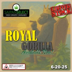Royal Gorilla cannabis strain hybrid buds earthy pine diesel