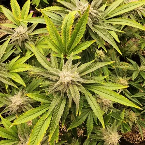 Sativa-dominant Hybrids